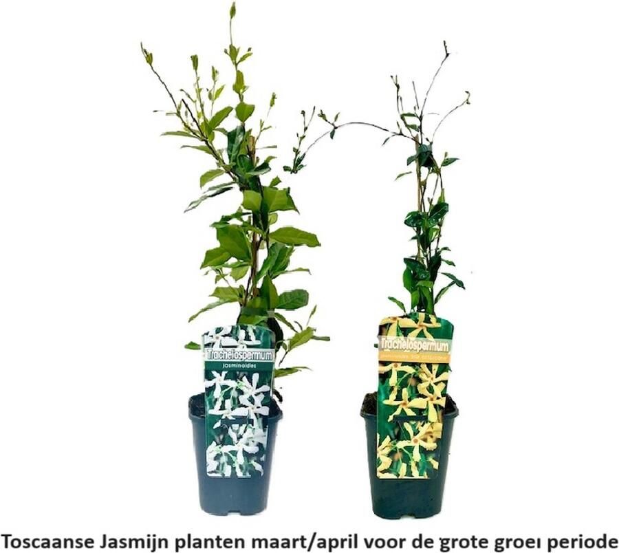 ClematisOnline 2 x Toscaanse Jasmijn (Sterjasmijn) Wit en Geel Set van 2 x Klimplanten Groenblijvend Wintergroen en Winterharde Jasmijn Planten Tuinplanten 2 x 1 5 liter pot Hoogte 60-80cm