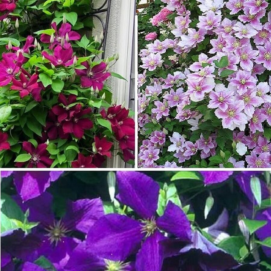 ClematisOnline 3 x Clematis Klimplanten mix: 3 halen 2 betalen! Rood (Rouge Cardinal) + Violet Paars (Jackmanii) + Lila (Piilu) Meerjarig en Winterharde planten 3 x 1 5 liter pot