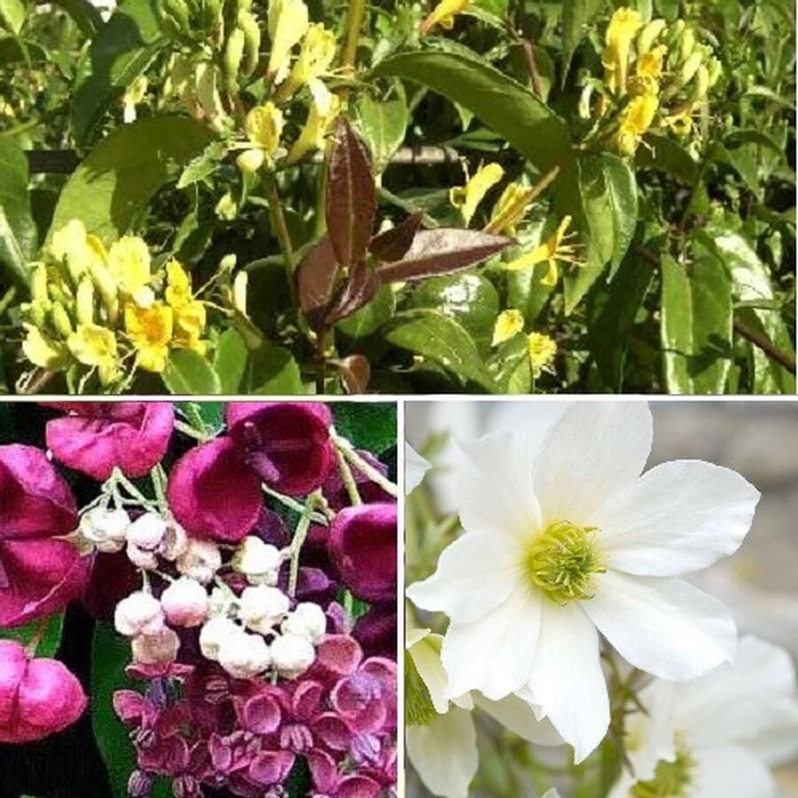 ClematisOnline 3 x Groenblijvende Klimplanten mix: 3 halen 2 betalen! Hele jaar Bloemen Clematis Early Sensation (Wit) Akebia Quinata (Rood) en Lonicera Henryi (Geel Wit) Meerjarig klimplanten en Winterharde tuinplanten 3 x 1 5 liter pot
