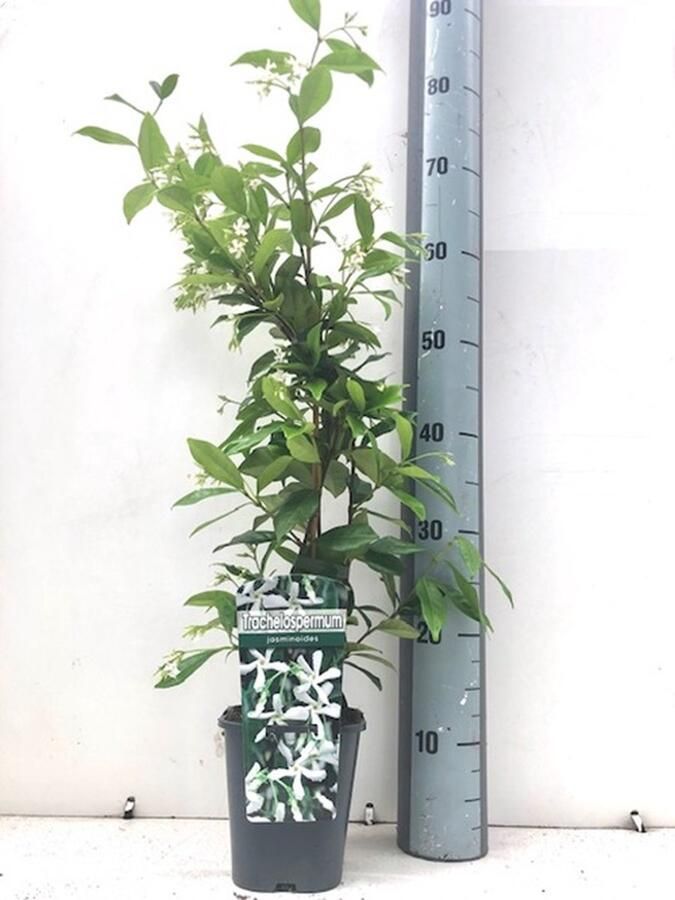 ClematisOnline 3 x Witte Toscaanse Jasmijn: 3 halen 2 betalen! Set van 3 x Sterjasmijn Klimplanten voor 1 Strekkende Meter Bloeiende Haag Witte Bloemen Groenblijvend Wintergroen en Winterhard 3 x Jasmijn Plant 3 x 1 5 liter pot Hoogte: 60 80cm