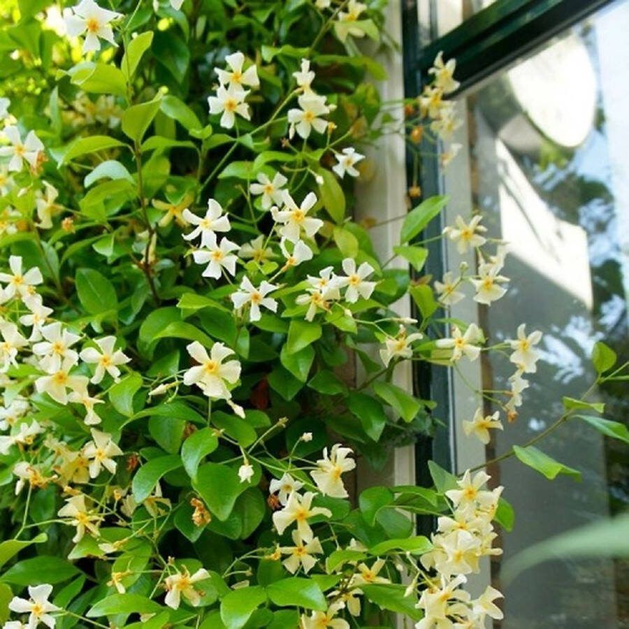 ClematisOnline Gele Toscaanse Jasmijn (Sterjasmijn Star of Toscane) Klimplant Geel Groenblijvend Wintergroen en Winterhard Jasmijn Plant 1 5 liter pot Hoogte 50 80cm