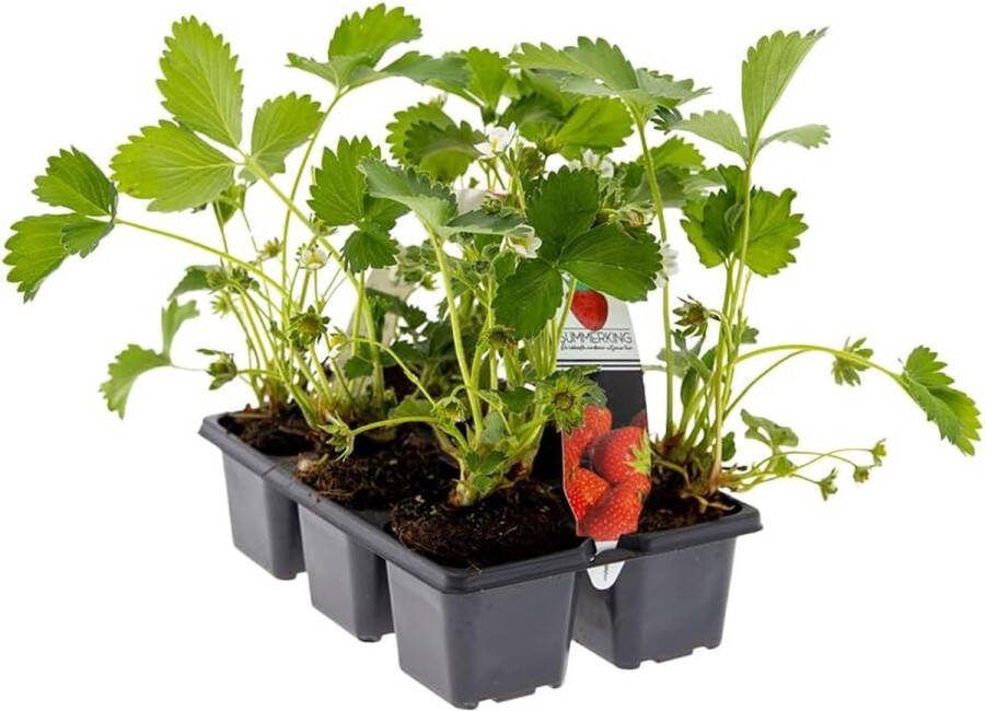 CLORD Set van 6 Aardbeienplanten voor Buiten Tuinfruitplanten Inclusief Kweekpot Hoogte 15-20 cm