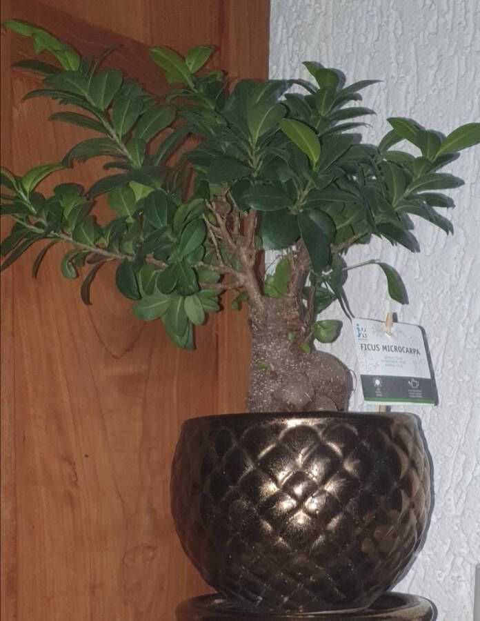Countryfield aardewerk bloempot Batista M Brons