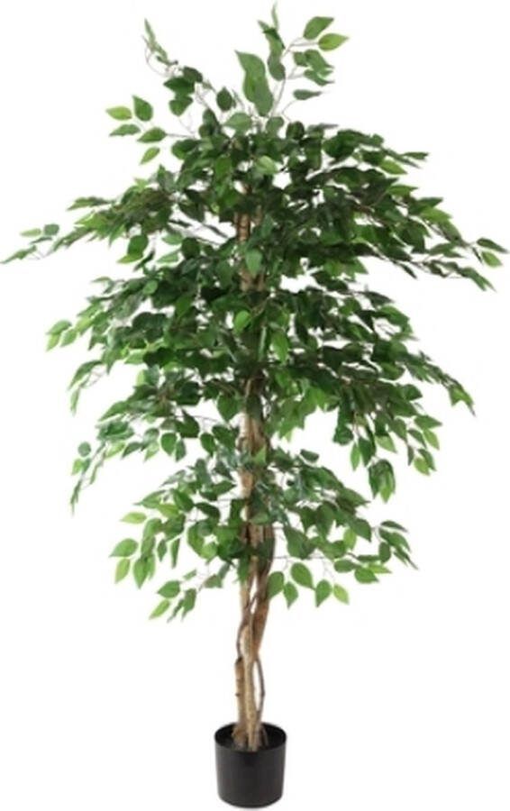 Countryfield Ficus benjamina i pot h180cm groen