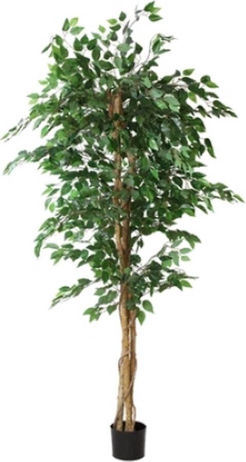 Countryfield Ficus benjamina i pot h210cm groen