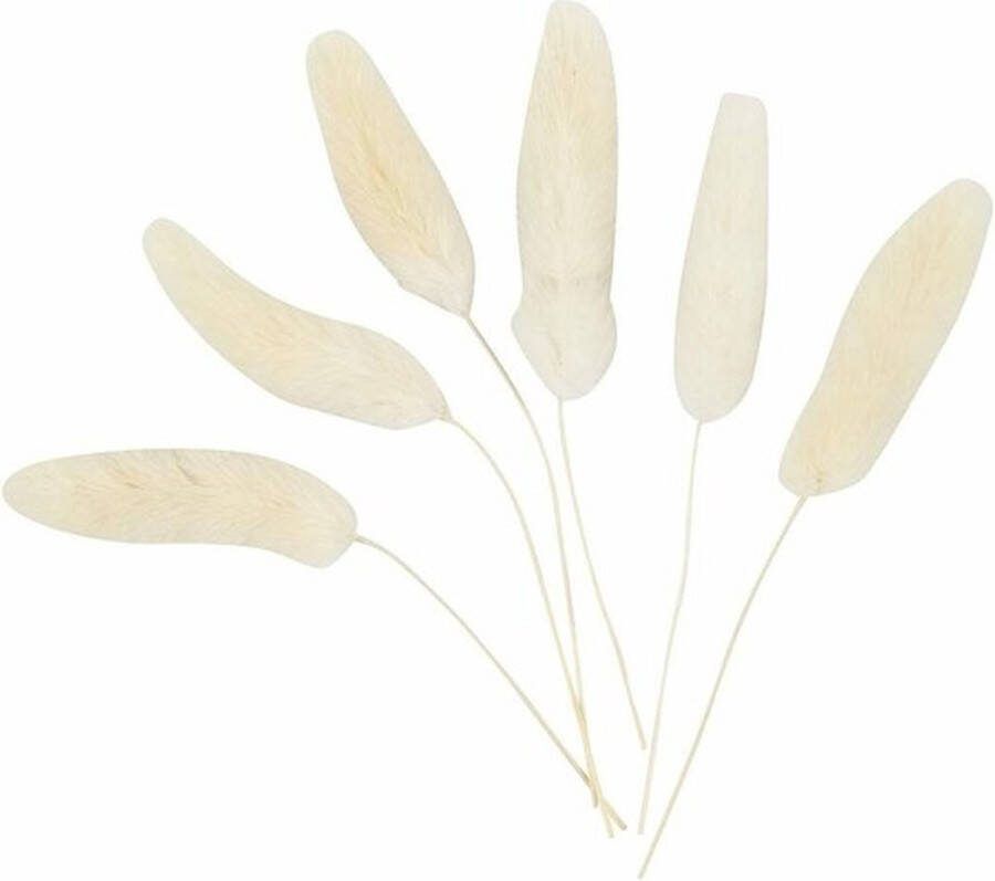 Creatieve Materialen Hazenstaart Gras Droge Bloempluimen Droogbloemen Decoratie Bloemen Beige Naturel L: 3-7 cm 6 stuks
