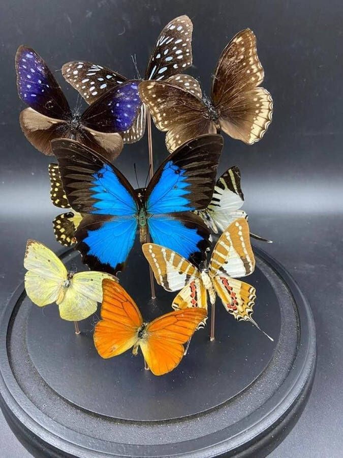 Damn Stolp met vlinders 9 vlinders