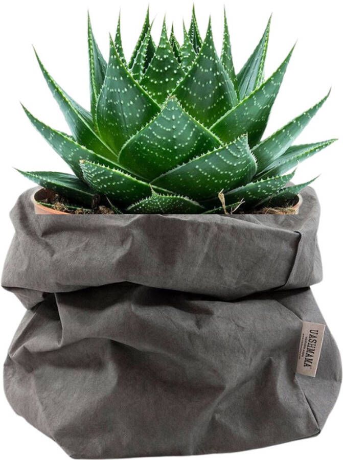 De Zaktus Aloe Cosmo vetplant UASHMAMA paper bag donker grijs Maat M