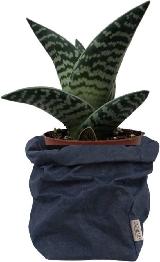 De Zaktus Aloe Variegata vetplant UASHMAMA paperbag donker blauw Maat M