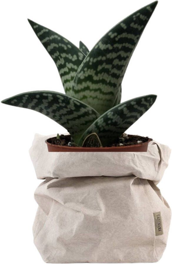 De Zaktus Aloe Variegata vetplant UASHMAMA paperbag licht grijs Maat M