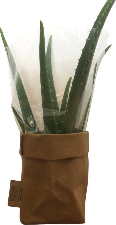 De Zaktus Aloe Vera plant vetplant paper bag papier Maat L