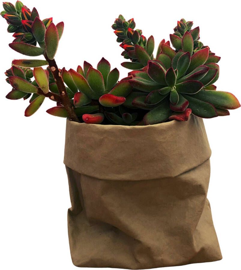 De Zaktus Crassula vetplant paper bag licht grijs Maat XL