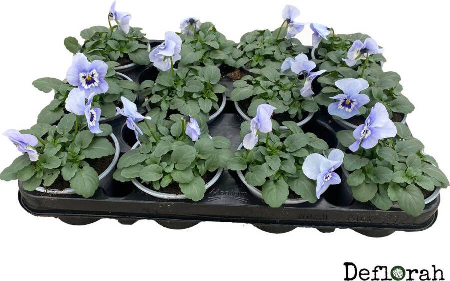 Deflorah viool violen cornuta kleinbloemig licht blauw tuinplant voorjaarsbloeier deflorah