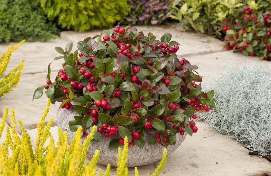 Merkloos Sans marque 10x Gaultheria Procumbens 'Big Berry' Bergthee-planten buitenplanten tuinplanten potplanten