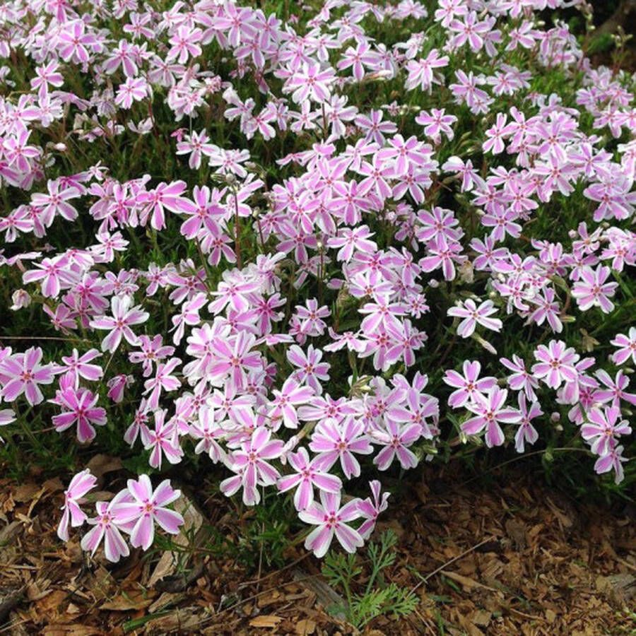 12x Phlox subulata Candy Stripes – Vlambloem in p9 (0 5 liter) kweekpotten