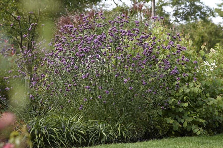 12x Verbena bonariensis – IJzerhard in 9x9cm kweekpotten