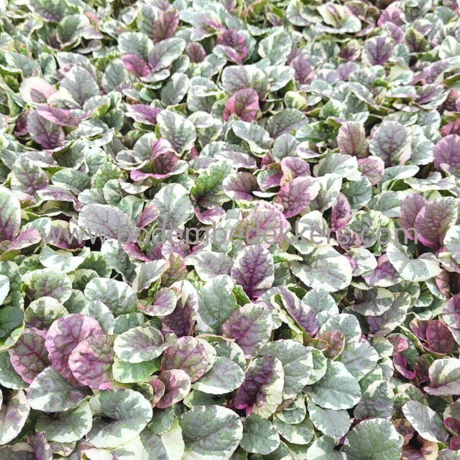 Merkloos Sans marque 24x (stuks) Ajuga 'Burgundy Glow' 9cm pot Bodembedekker Vaste plant Tuinplant Winterhard Groenblijvend Groen Kruipend zenegroen