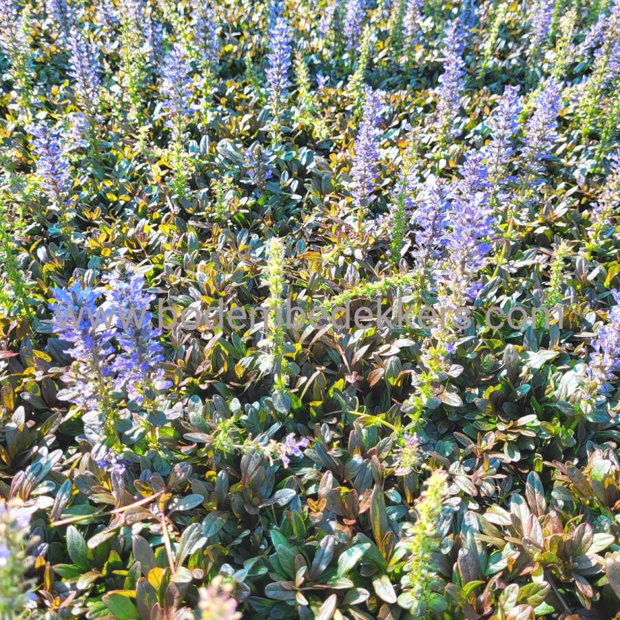 Merkloos Sans marque 24x (stuks) Ajuga 'Chocolate Chips' 9cm pot Bodembedekker Tuinplant Winterhard Groenblijvend Groen Kruipend zenegroen