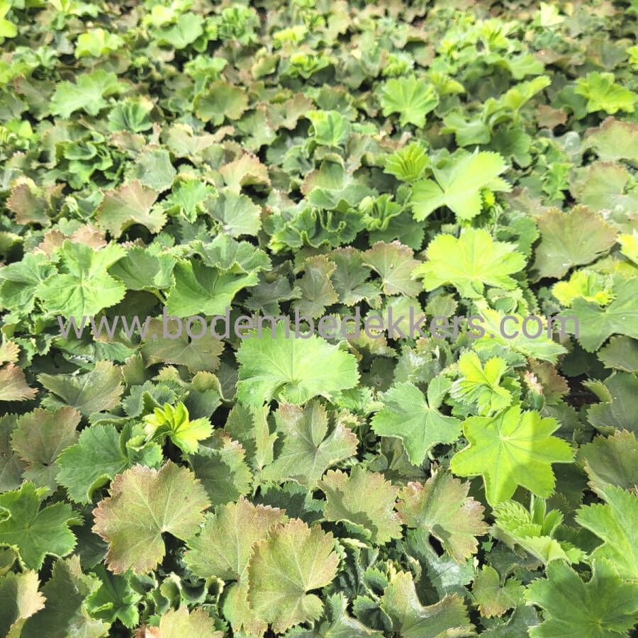 Merkloos Sans marque 24x (stuks) Alchemilla Mollis 9cm pot Bodembedekker Tuinplant Winterhard Groenblijvend Groen Vrouwenmantel