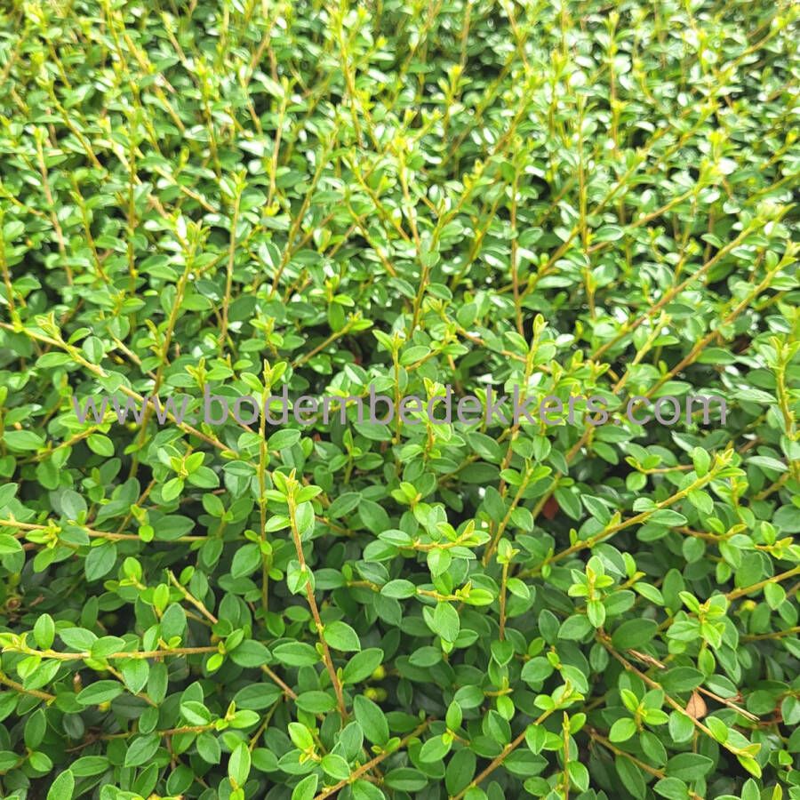 Merkloos Sans marque 24x (stuks) Cotoneaster 'Coral Beauty' 9cm pot Bodembedekker Vaste plant Tuinplant Winterhard Groenblijvend Groen Dwergmispel