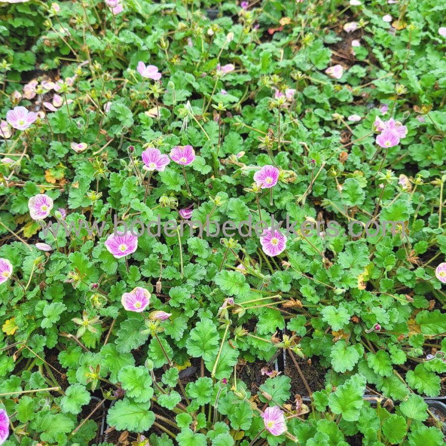 24x (stuks) Erodium 'Bishop's Form' 9cm pot Bodembedekker Vaste plant Tuinplant Winterhard Groenblijvend Groen Reigersbek