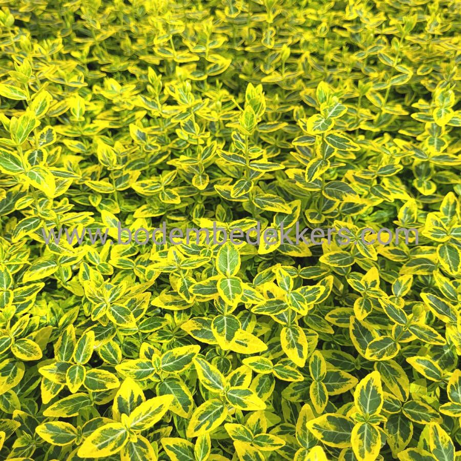 Merkloos Sans marque 24x (stuks) Euonymus fort. 'Emerald Gold' 9cm pot Bodembedekker Tuinplant Winterhard Groenblijvend Groen Kardinaalsmuts