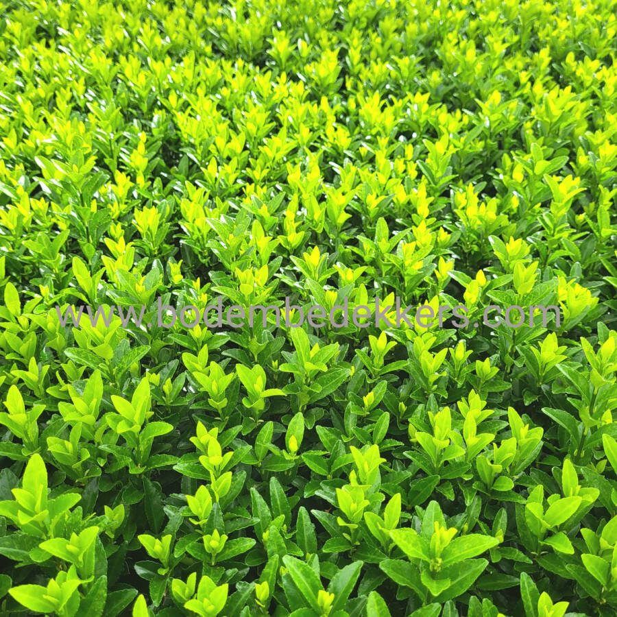 24x (stuks) Euonymus jap. 'Green Spire' 9cm pot Bodembedekker Vaste plant Tuinplant Winterhard Groenblijvend Groen Kardinaalsmuts