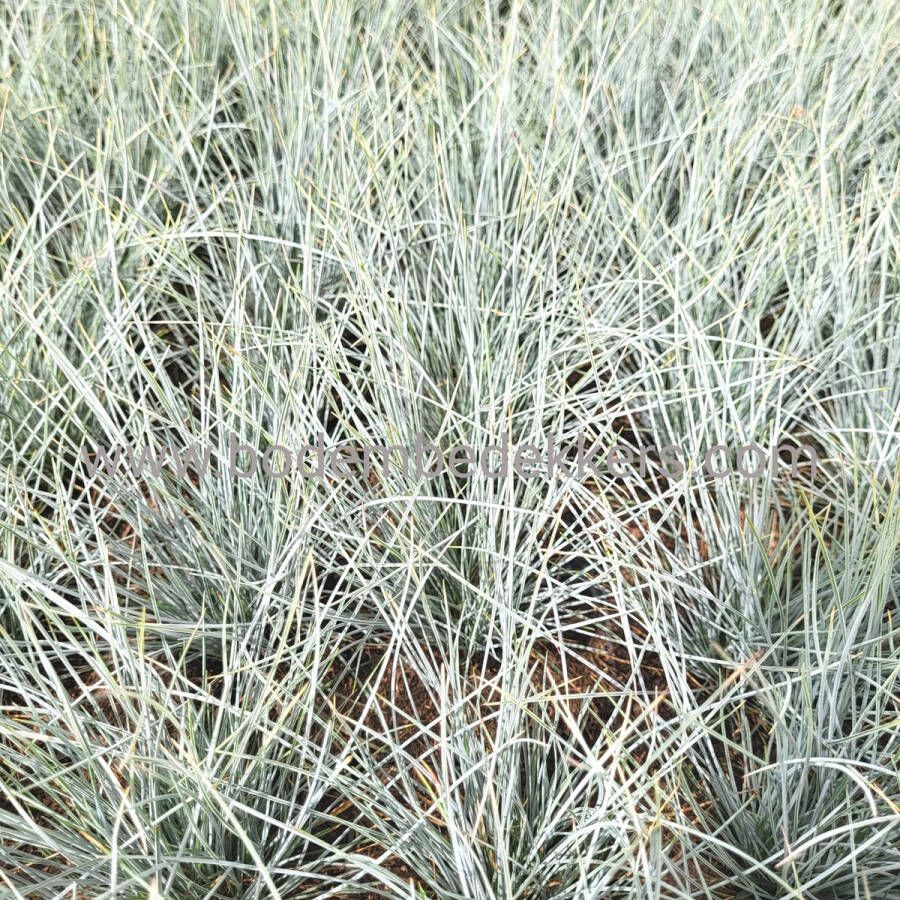 Merkloos Sans marque 24x (stuks) Festuca gl. 'Eljiah Blue' 9cm pot Bodembedekker Vaste plant Tuinplant Winterhard Groenblijvend Groen Blauw schapengras