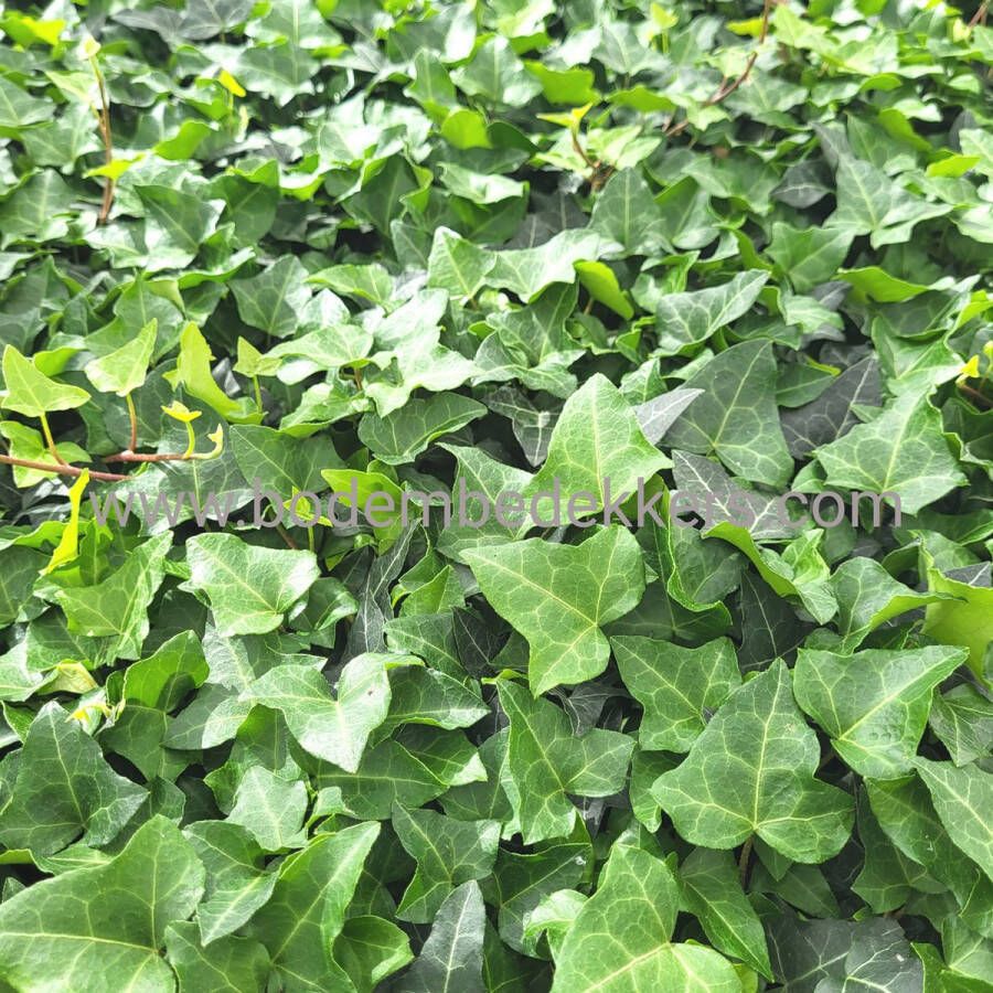 Merkloos Sans marque 24x (stuks) Hedera helix 9cm pot Bodembedekker Tuinplant Winterhard Groenblijvend Groen Klimop