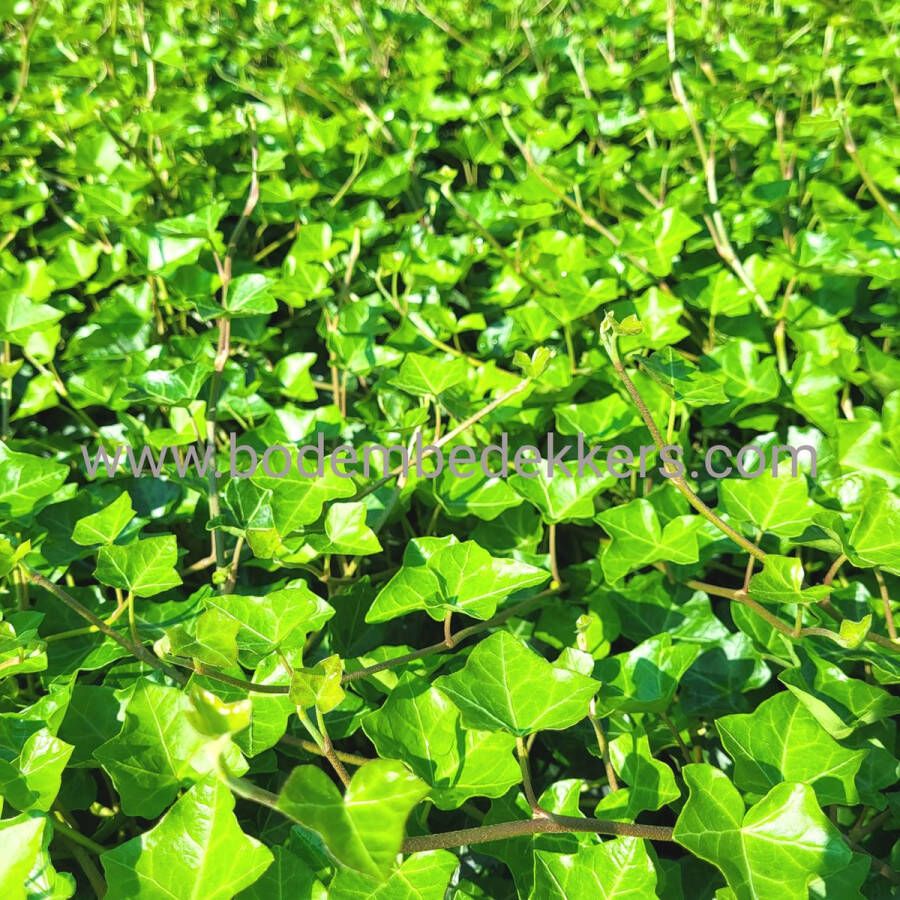 Merkloos Sans marque 24x (stuks) Hedera Hibernica 9cm pot Bodembedekker Vaste plant Tuinplant Winterhard Groenblijvend Groen Klimop