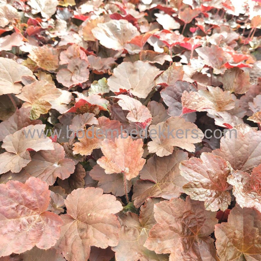 Merkloos Sans marque 24x (stuks) Heuchera micr. 'Palace Purple' 9cm pot Bodembedekker Tuinplant Winterhard Groenblijvend Groen Purperklokje