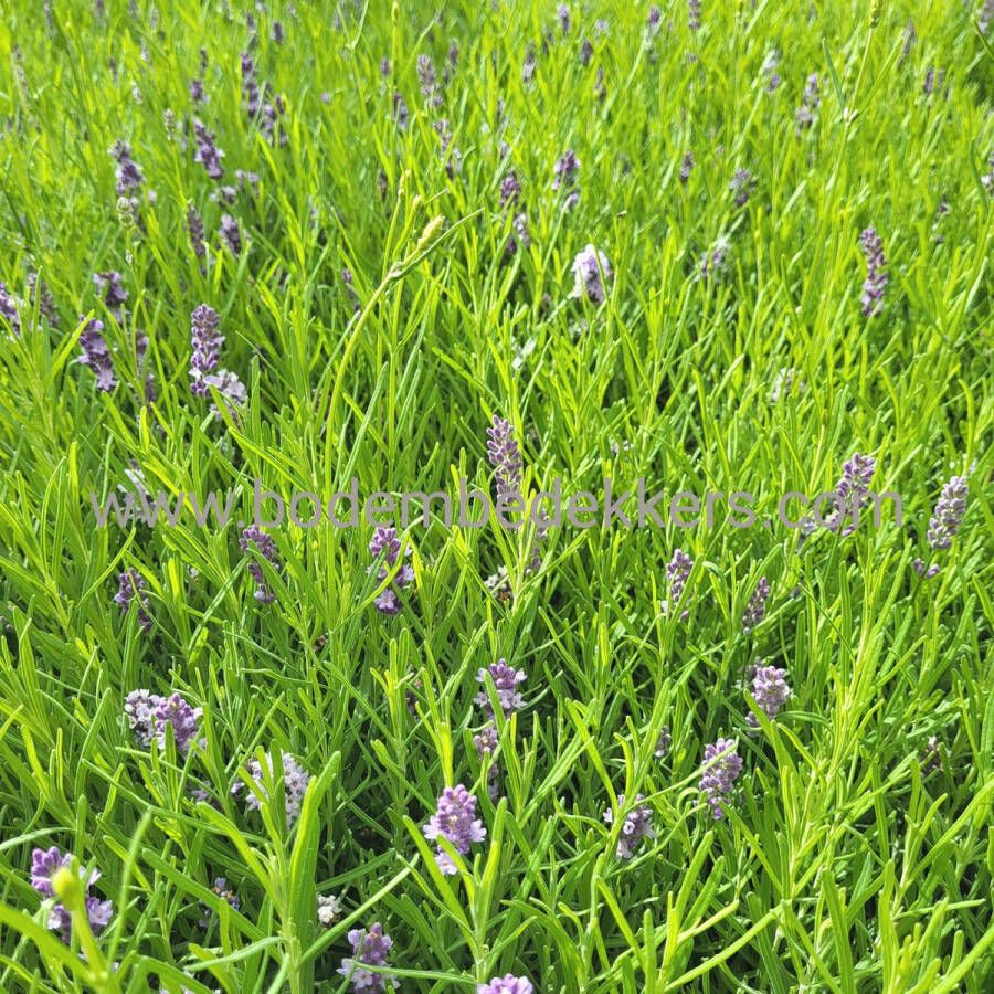 Merkloos Sans marque 24x (stuks) Lavandula 'Hidcote' 9cm pot Bodembedekker Tuinplant Winterhard Groenblijvend Groen Lavendel Echte Lavendel Tuinlavendel Kleinbladige lavendel