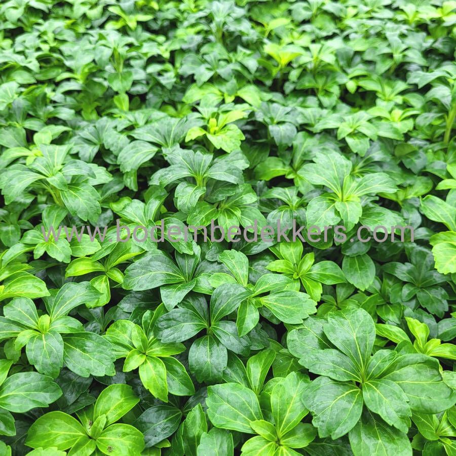 Merkloos Sans marque 24x (stuks) Pachysandra 'Green Sheen' 9cm pot Bodembedekker Tuinplant Winterhard Groenblijvend Groen Schaduwkruid