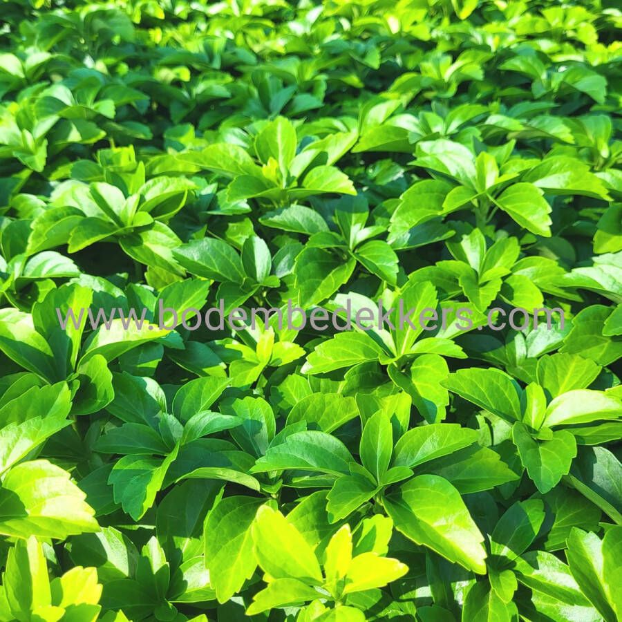 Merkloos Sans marque 24x (stuks) Pachysandra Terminalis 9cm pot Bodembedekker Tuinplant Winterhard Groenblijvend Groen