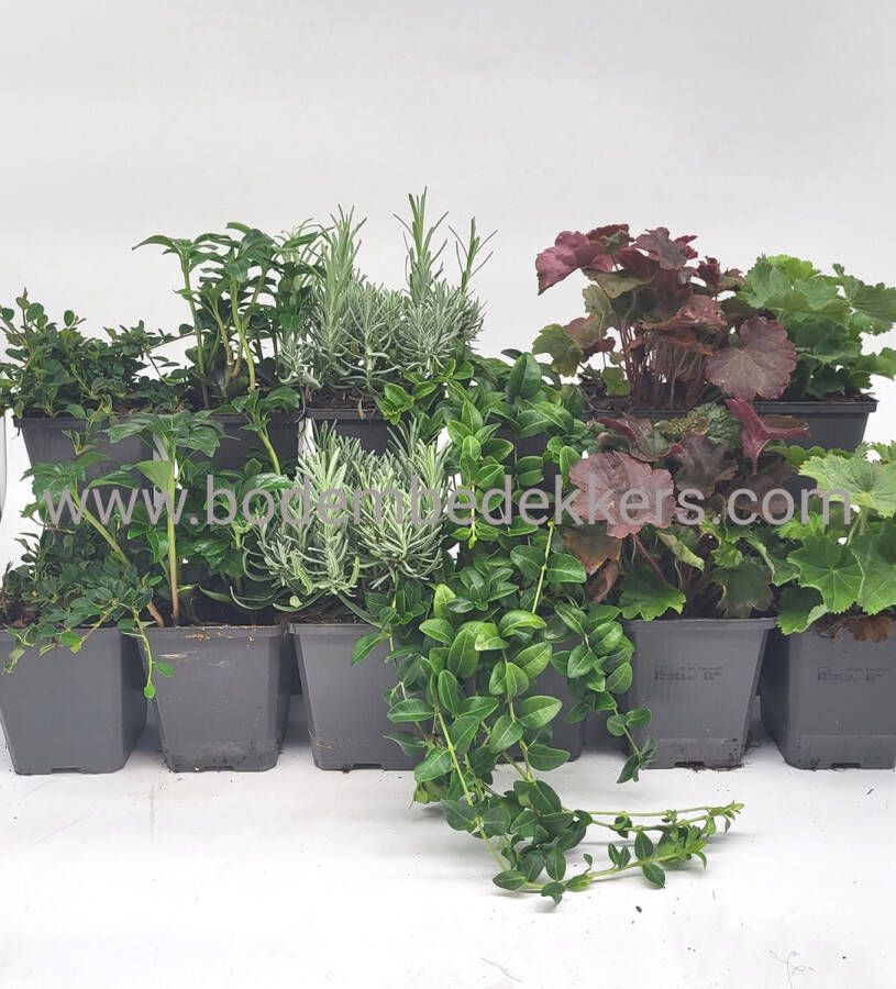 Merkloos Sans marque 24x (stuks) Tuinplanten mix 9cm pot 12x 2 stuks in de mix Bodembedekkers Visuele mooie tuinplanten Bodembedekker Vaste plant Tuinplant Winterhard Groenblijvend Groen