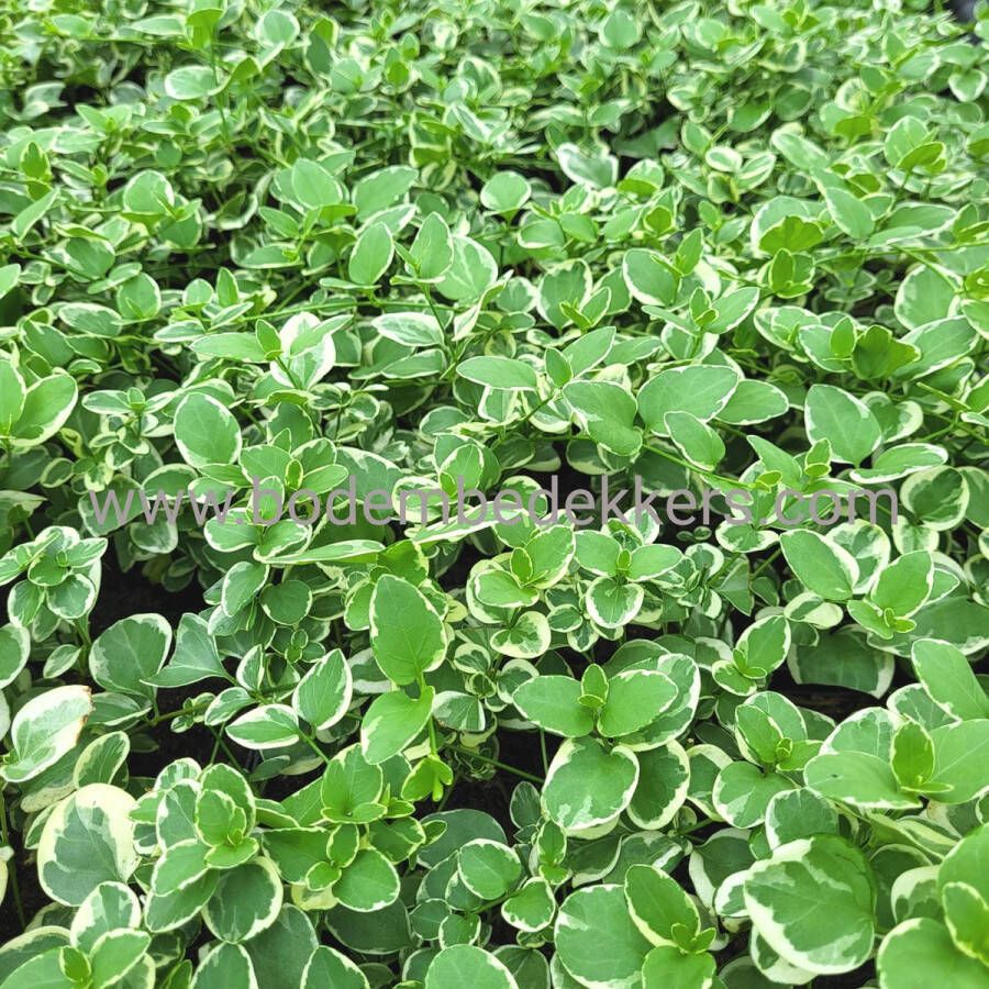 Merkloos Sans marque 24x (stuks) Vinca major 'Variegata' 9cm pot Bodembedekker Vaste plant Tuinplant Winterhard Groenblijvend Groen Maagdenpalm