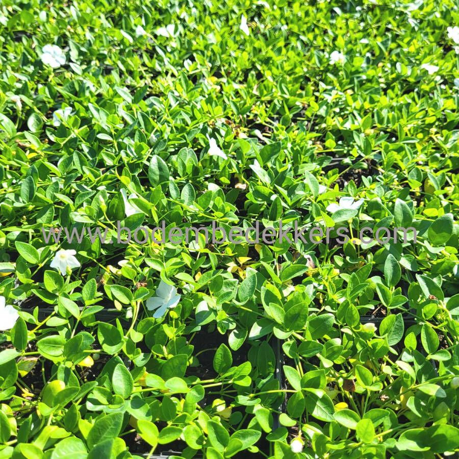 Merkloos Sans marque 24x (stuks) Vinca minor 'Gertrude Jekyll' 9cm pot Bodembedekker Tuinplant Winterhard Groenblijvend Groen Maagdenpalm