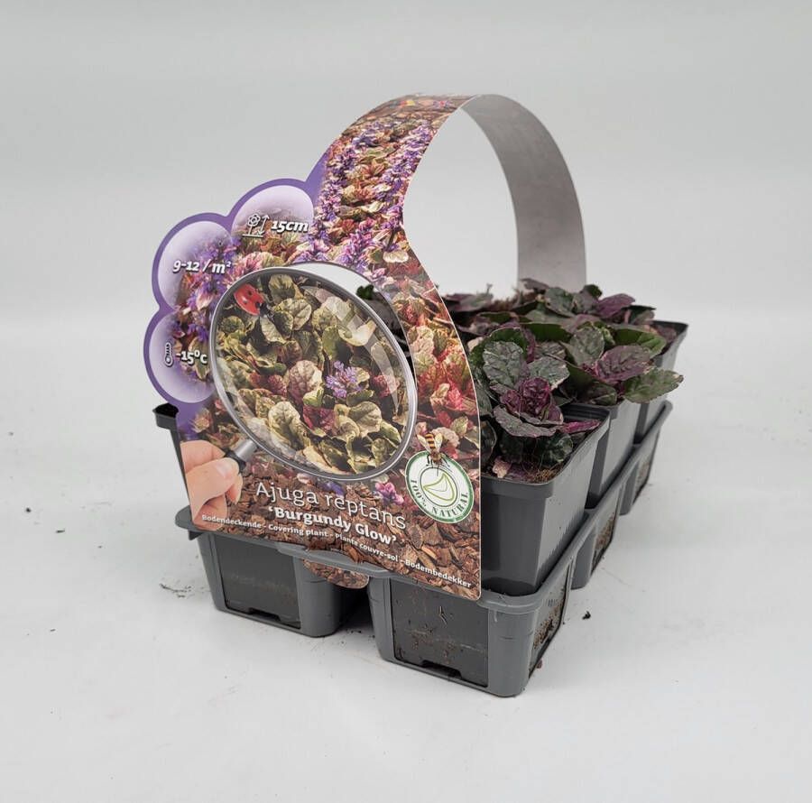 Merkloos Sans marque 2x6 stuks (12 planten) in 6-Pack concept Ajuga reptans 'Burgundy Glow' Bodembedekker Vaste plant Tuinplant Winterhard Groenblijvend Groen Zenegroen