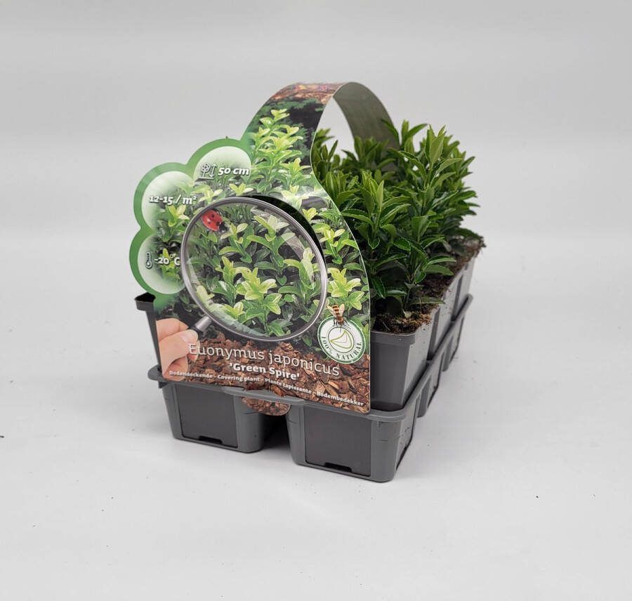 2x6 stuks (12 planten) in 6-Pack concept Euonymus jap. 'Green Spire' Haagplant Bodembedekker Buxus vervanger Haag Afscheiding Winterhard Bodembedekker Vaste plant Tuinplant Winterhard Groenblijvend Groen Haagplant