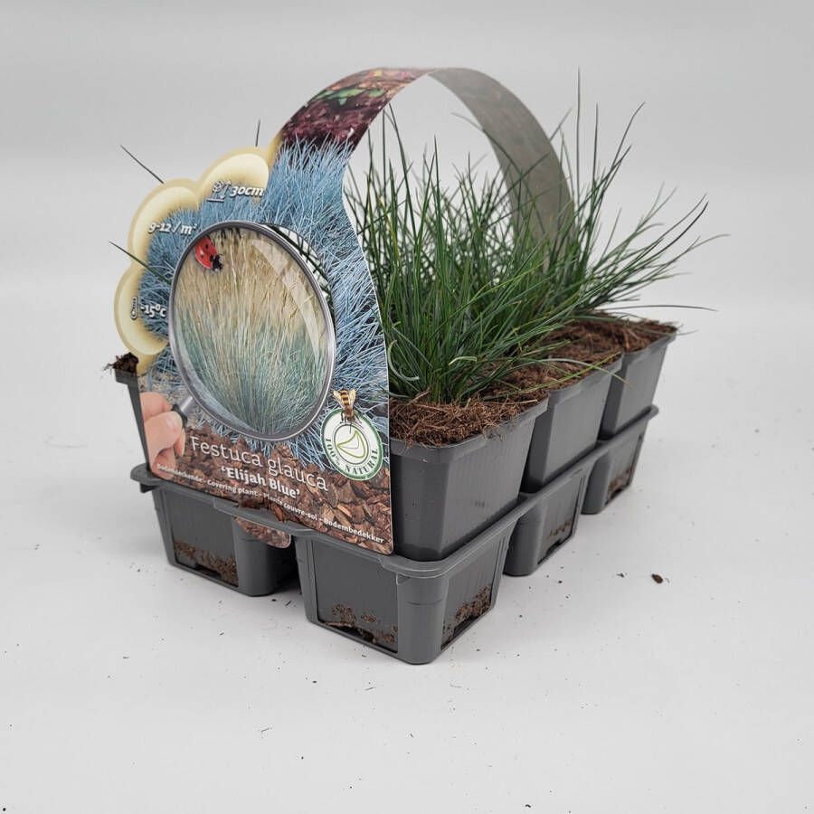 Merkloos Sans marque 2x6 stuks (12 planten) in 6-Pack concept Festuca glauca 'Elijah Blue' Bodembedekker Vaste plant Tuinplant Winterhard Groenblijvend Groen Grassen Gras Schapegras