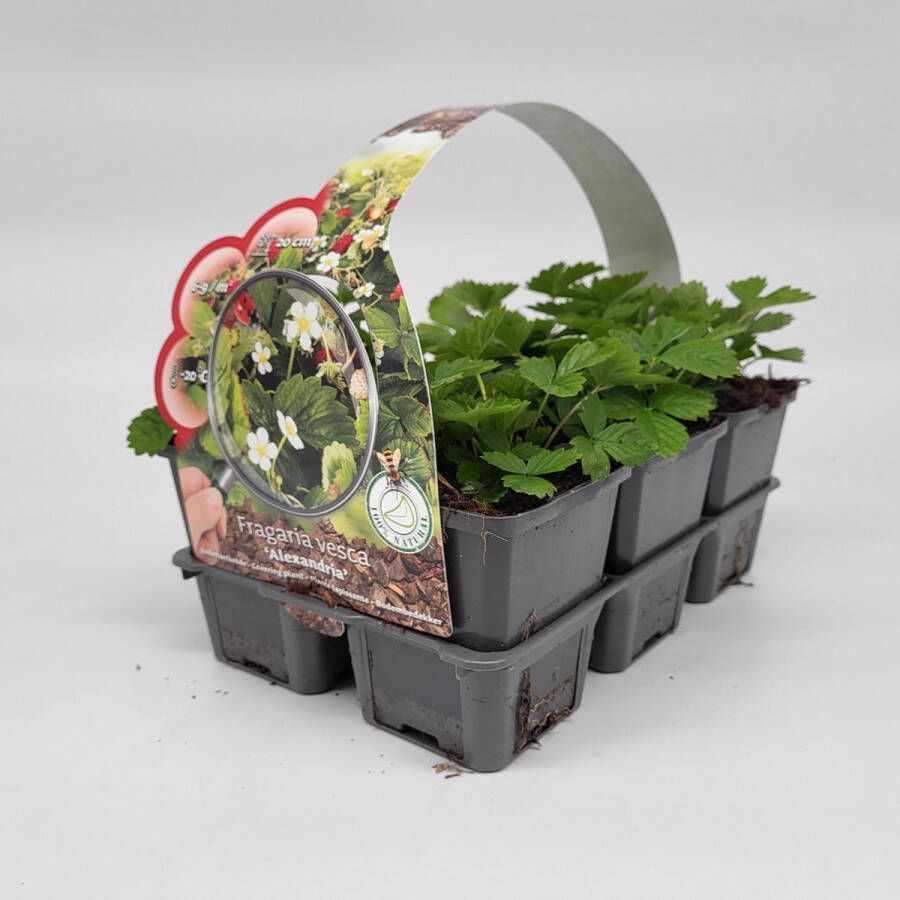 Merkloos Sans marque 2x6 stuks (12 planten) in 6-Pack concept Fragaria vesca 'Alexandria' Bodembedekker Vaste plant Tuinplant Winterhard Groenblijvend Groen Duizendknoop Sieraardbei Bosaardbei