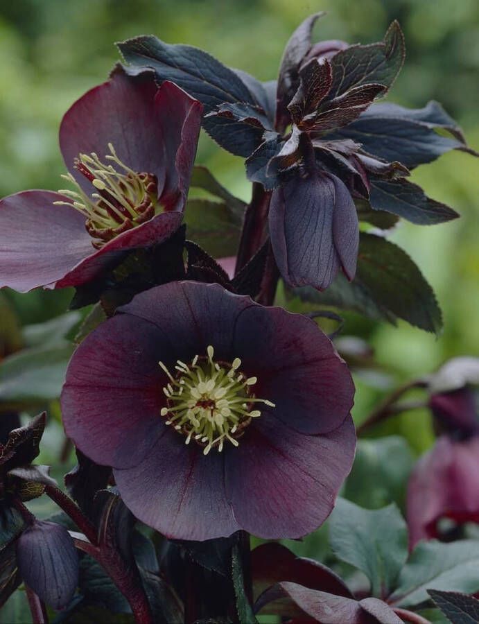 6x Helleborus Orientalis Blue Lady – Nieskruid in 9x9cm kweekpotten