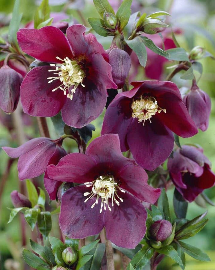 6x Helleborus Orientalis Red Lady – Nieskruid in 9x9cm kweekpotten