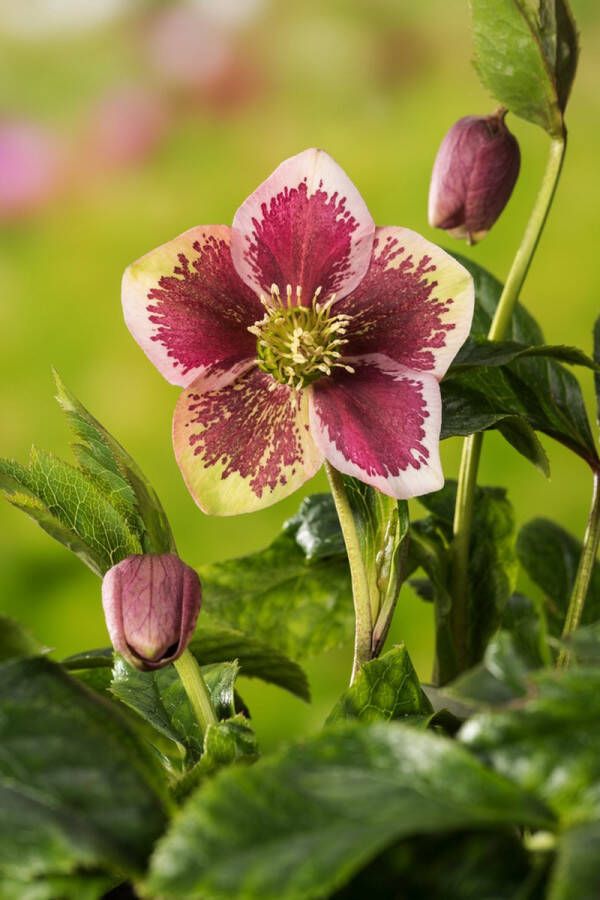 6x Helleborus Orientalis Red Spotted – Lenteroos in 9x9cm kweekpotten