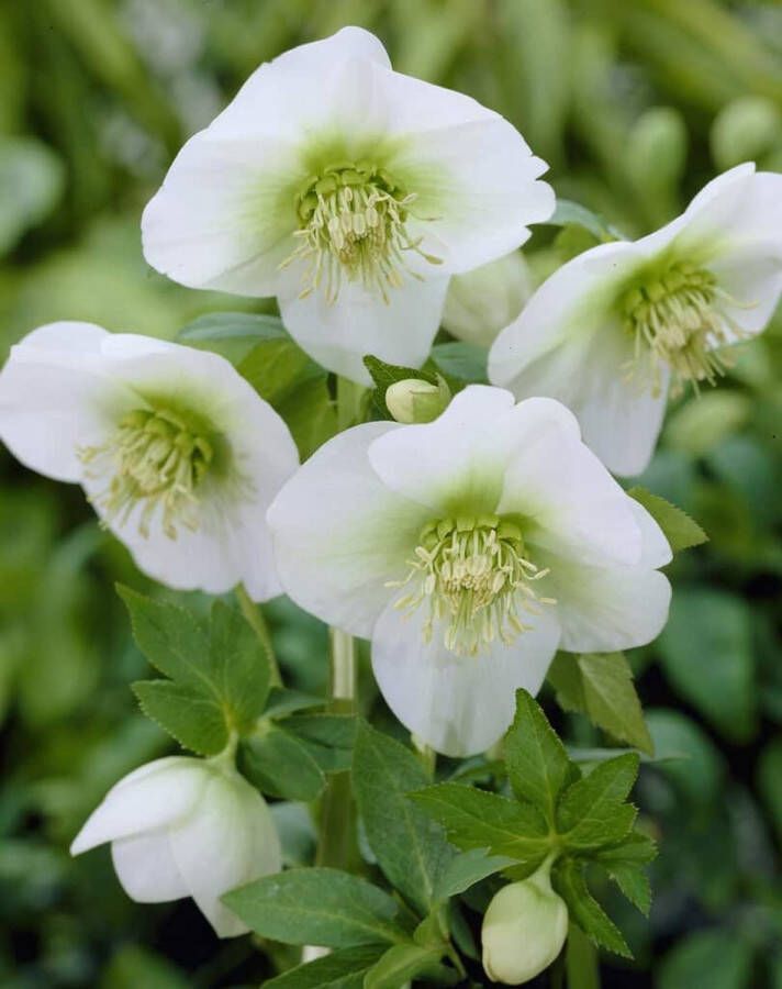 6x Helleborus Orientalis White Lady – Nieskruid in 9x9cm kweekpotten