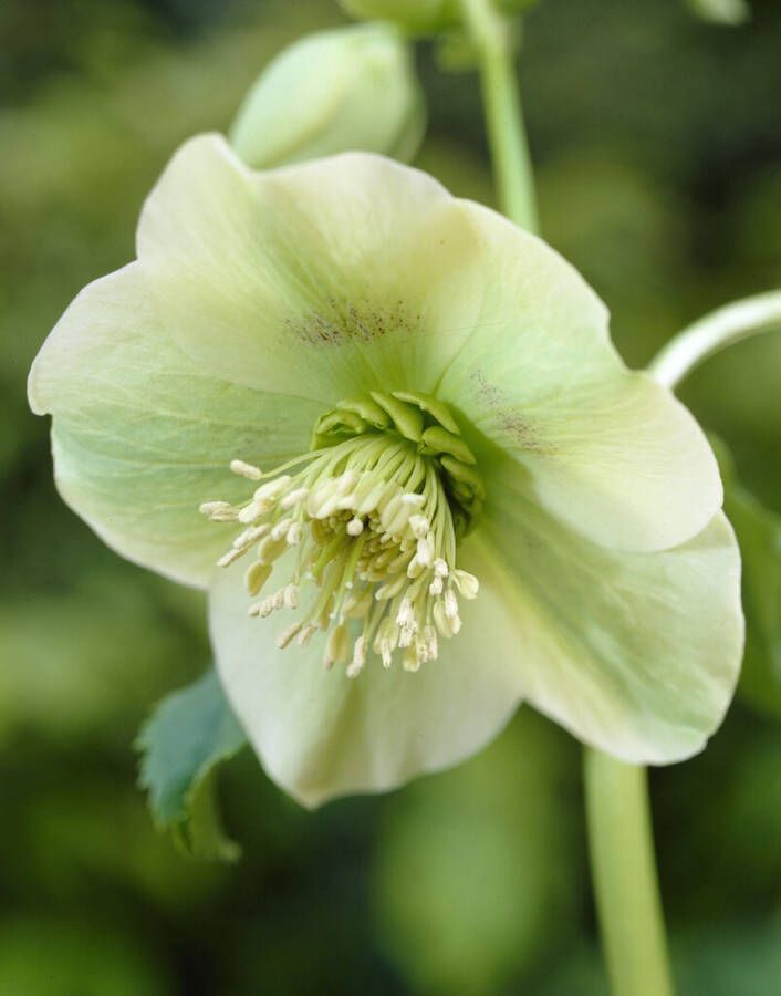 6x Helleborus Orientalis Yellow Lady – Nieskruid in 9x9cm kweekpotten