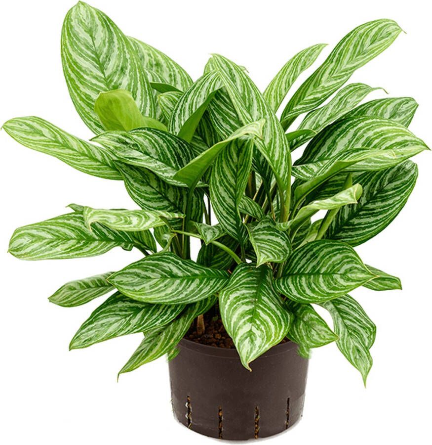 Plantenwinkel.nl Plantenwinkel Aglaonema stripes L hydrocultuur plant