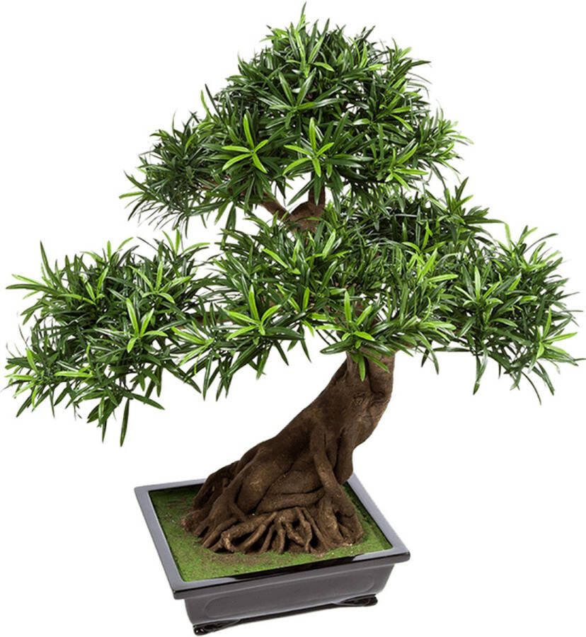 Plantenwinkel.nl Plantenwinkel Kunstplant Podocarpus bonsai L