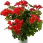 Merkloos Sans marque Kunstplanten Oostenrijkse Geranium rood 40 cm Kunstplanten met bloemen - Thumbnail 2