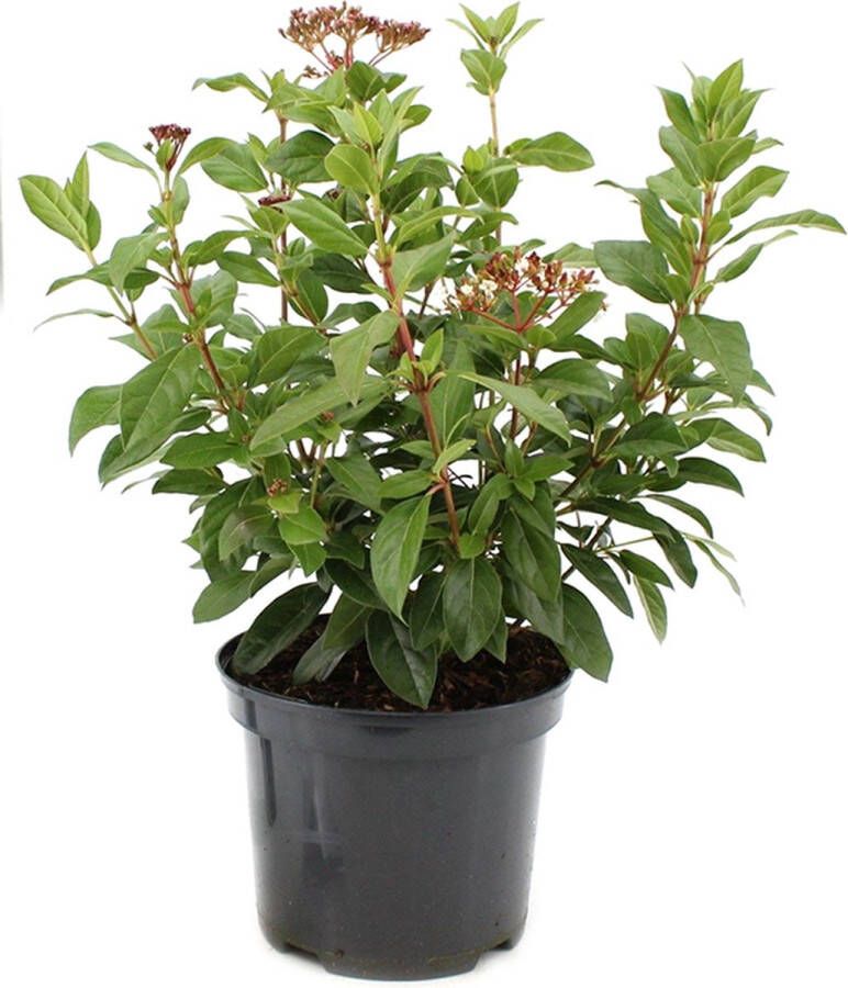 Merkloos Sans marque Lauriersneeuwbal Viburnum tinus 'Eve Price' sterke winterharde tuinplant potmaat 17cm 30-35cm hoog